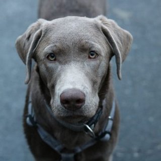 Bijou